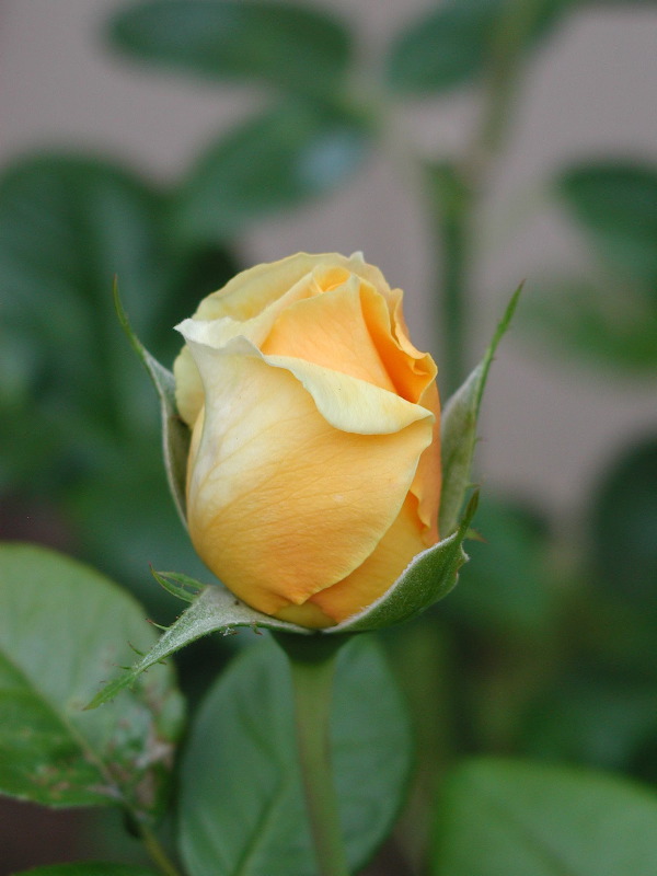 P1010001