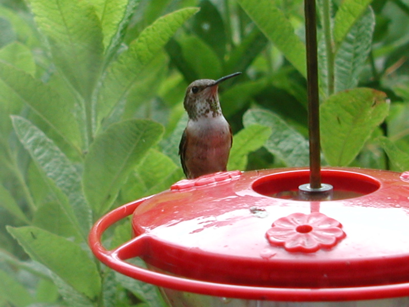 Hummingbird 1