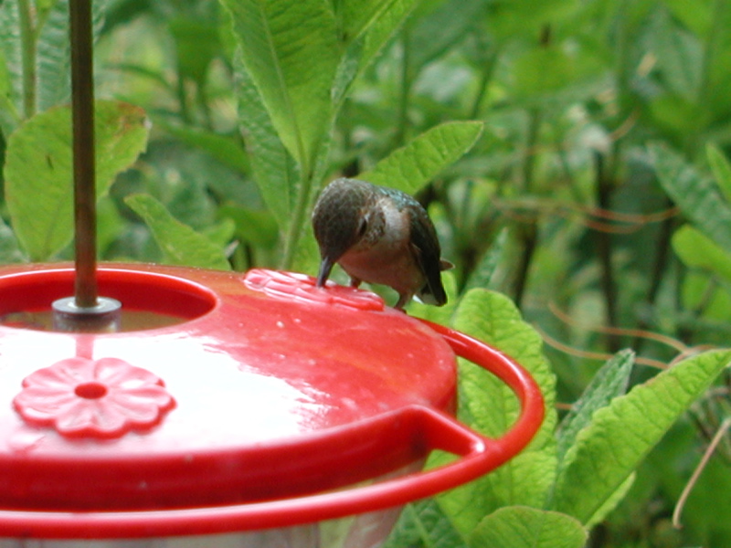 Hummingbird 2