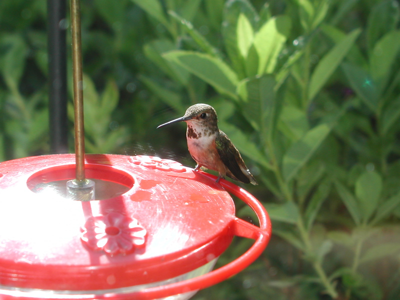 more Hummingbird 4