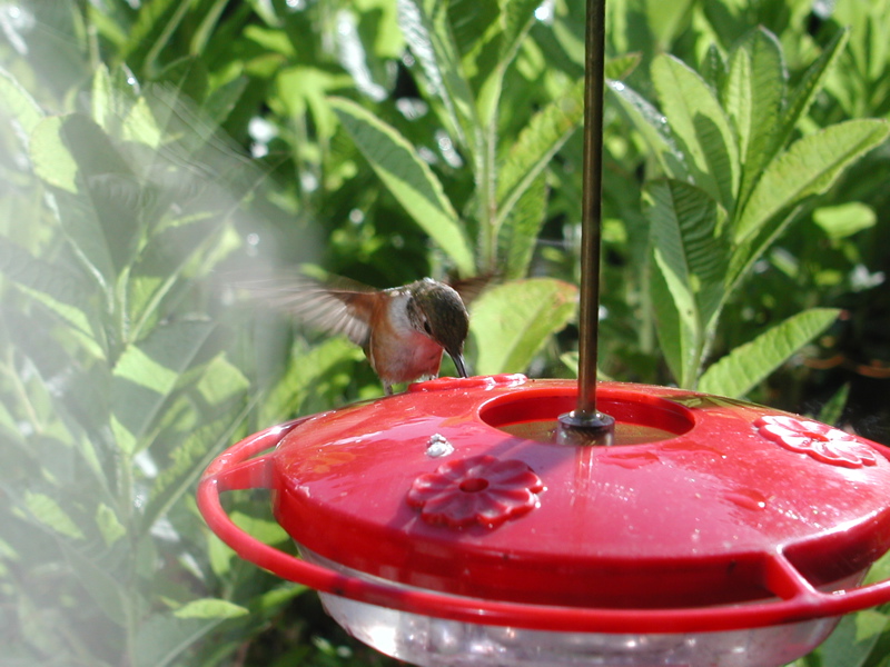 more Hummingbird 5