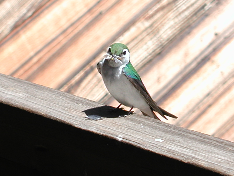 Swallow 1