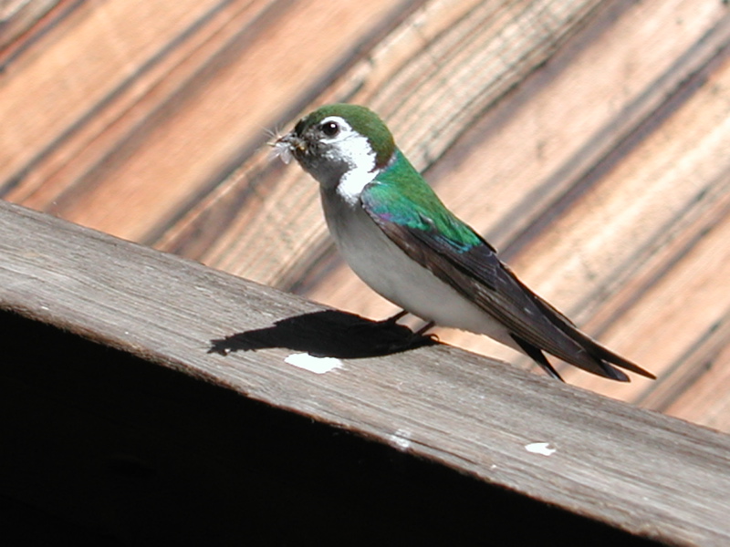 Swallow 2
