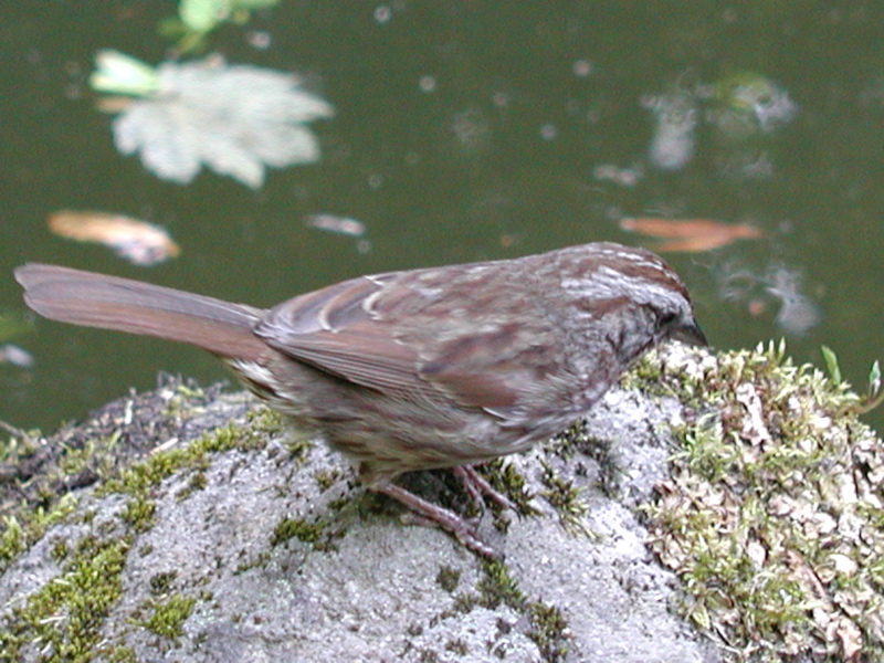 Sparrow