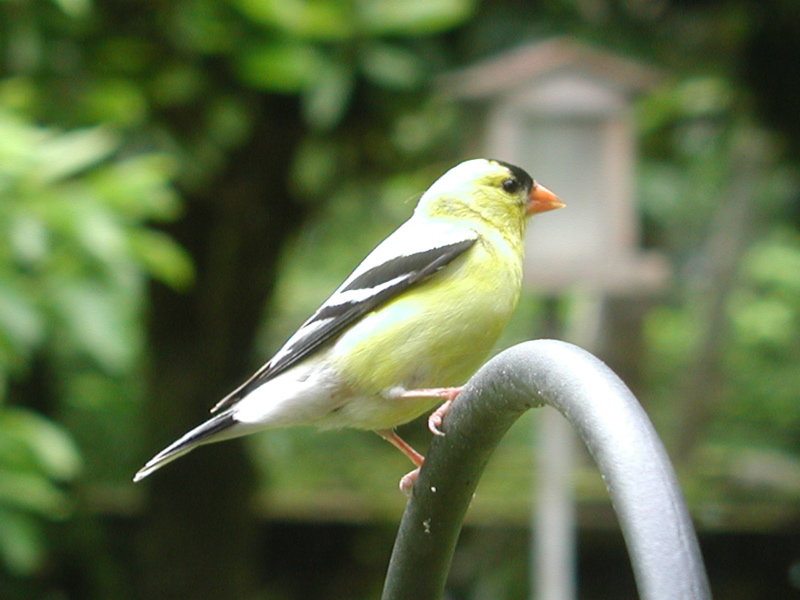 Goldfinch