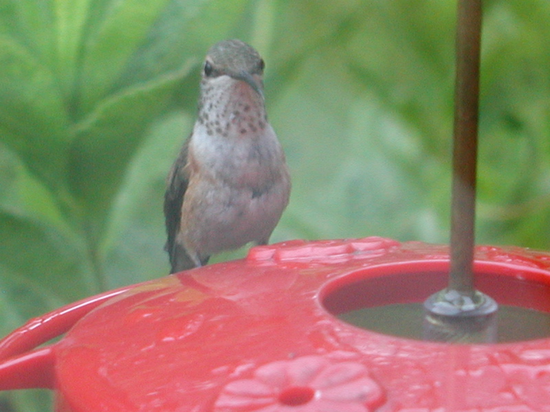 more Hummingbird 1