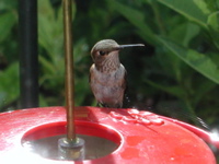 more Hummingbird 3
