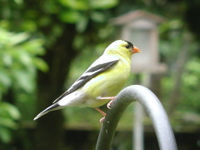 Goldfinch