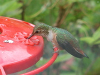 more Hummingbird 2