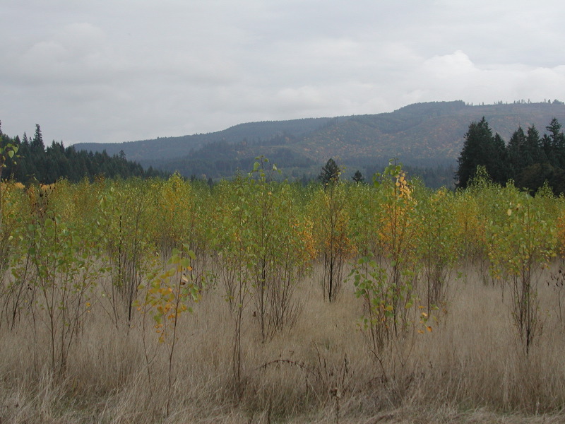 PA200104